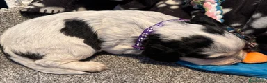 Purple collar 