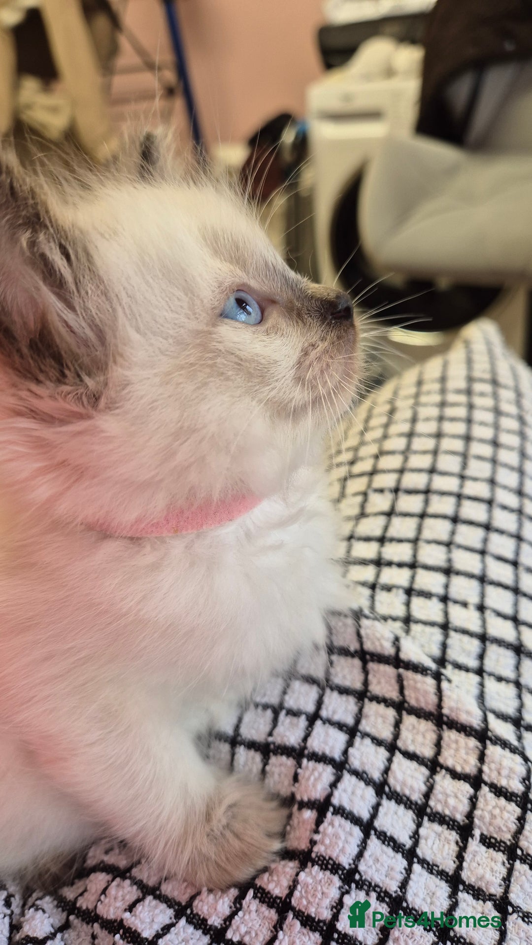Ragdoll cats for sale: Beautiful Ragdolls Parents health tested 💖 - Image 14