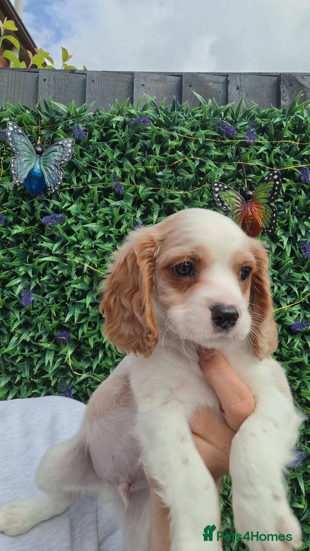 Cavapoo dogs Cavapoo flb 2 boys left reduced £900 - Advert 16