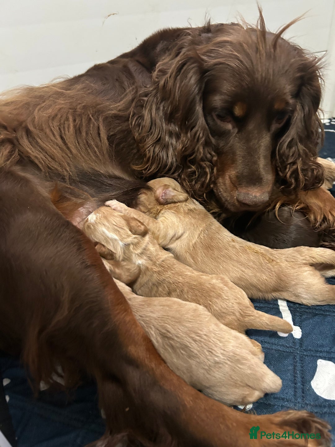 Cocker Spaniel dogs for sale: KC Registered Working Cocker Spaniels - Advert 5
