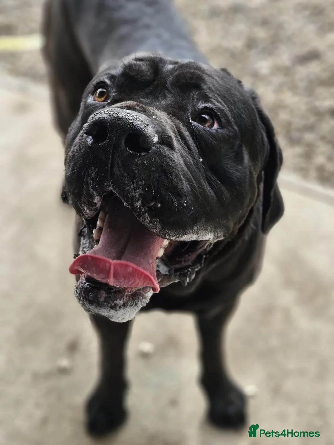 Cane Corso dogs for stud: Cane Corso for Stud in Doncaster - Advert 14