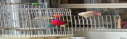 Parakeets birds for sale: Beautiful White Parakeet male 1yr old semi tamed - Advert 3