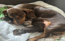 Miniature Dachshund dogs for sale: Miniature Dachshund puppy’s  - Image 4