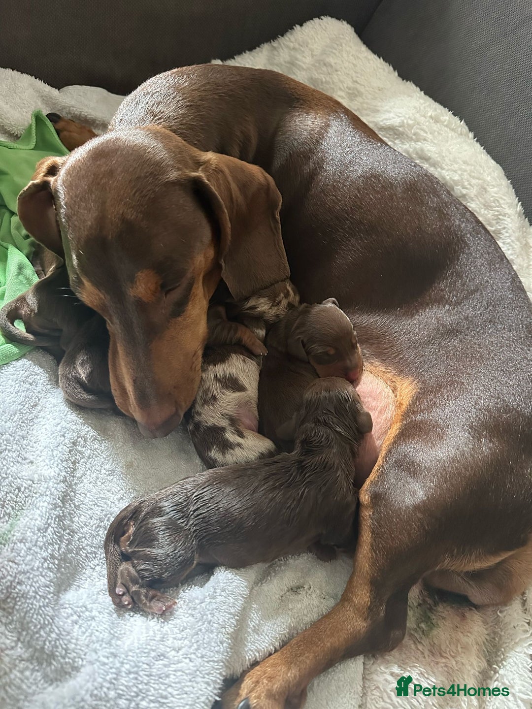 Miniature Dachshund dogs for sale: Miniature Dachshund puppy’s  - Image 4