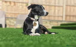 Mixed Breed dogs for adoption: Delightful Dolly - Image 37