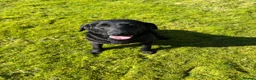 Labrador Retriever dogs for sale:  POLLY Female Labrador black.Kc registered  in Hebden Bridge - Advert 3