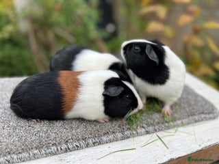 Guinea Pig rodents Bonded male/ boar guinea pigs - Advert 3