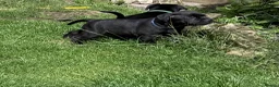 Staffordshire Bull Terrier dogs for sale: last boy True To size Bullscaff bloodline  - Advert 4