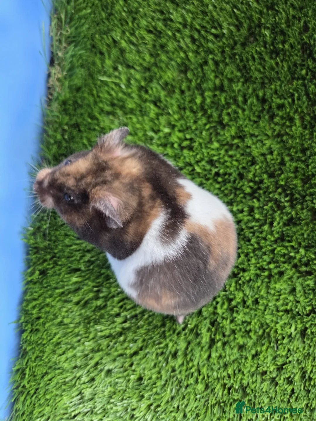 Hamster rodents for sale: Syrian Hamster Female Pedigree Well Handled - Advert 2