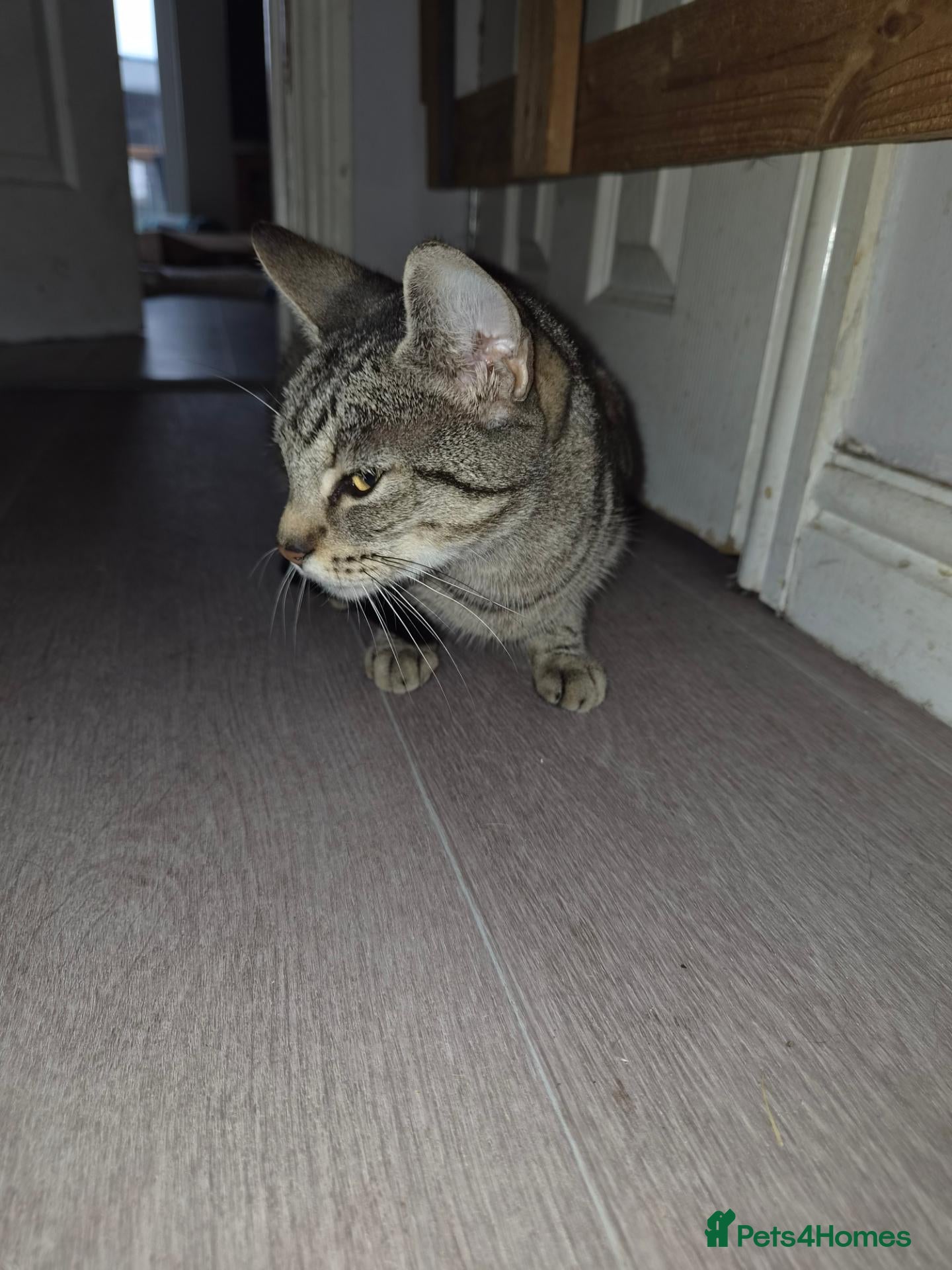 British Shorthair cats Kittens - Advert 2