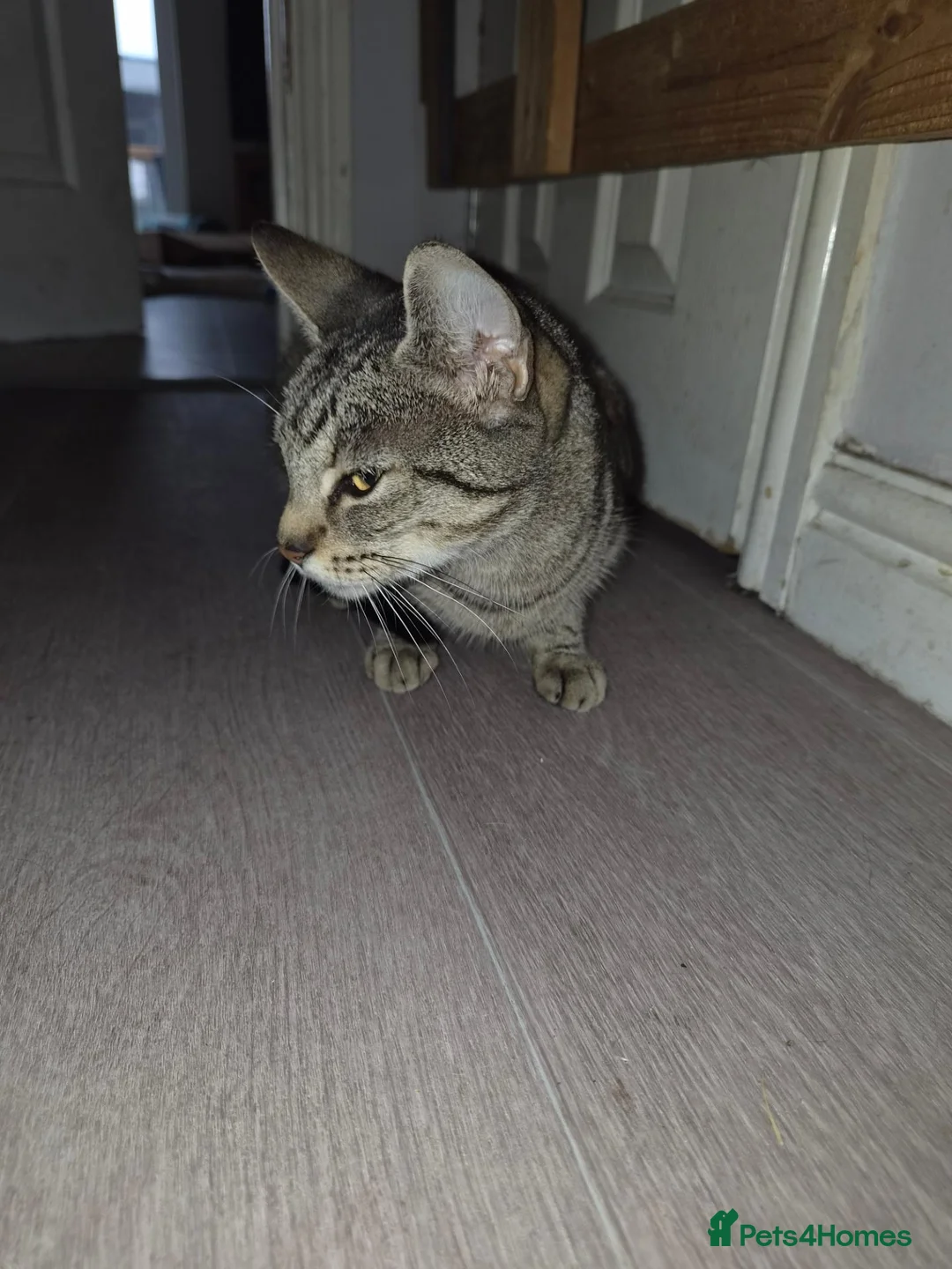 British Shorthair cats for sale: Kittens - Advert 1