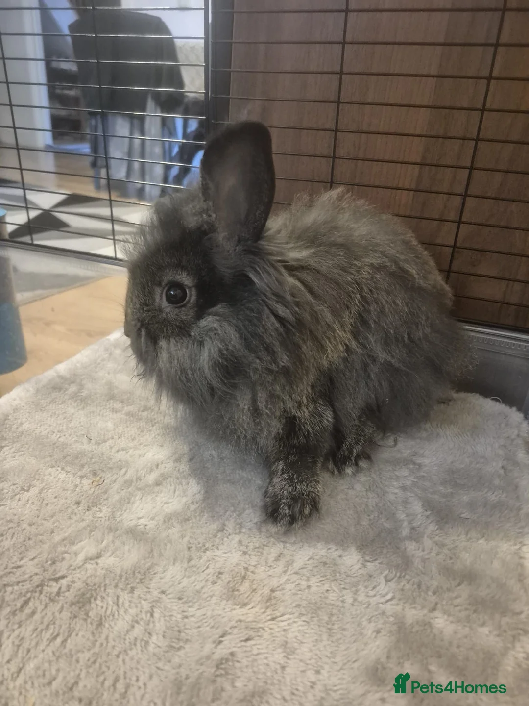 Lionhead rabbits for sale: Lionhead bunnies  - Advert 9