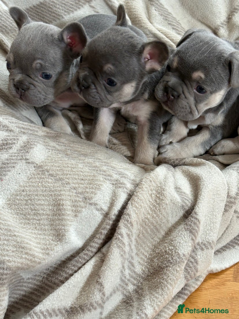 French Bulldog dogs Lilac french bulldogs puppies  - Advert 1
