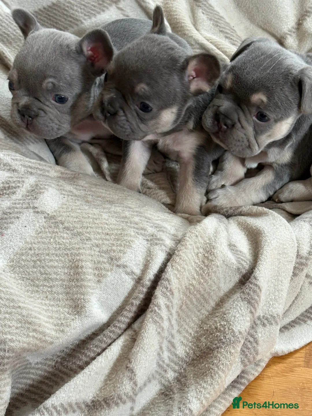 French Bulldog dogs for sale: Lilac french bulldogs puppies  in Dumfries - Advert 1