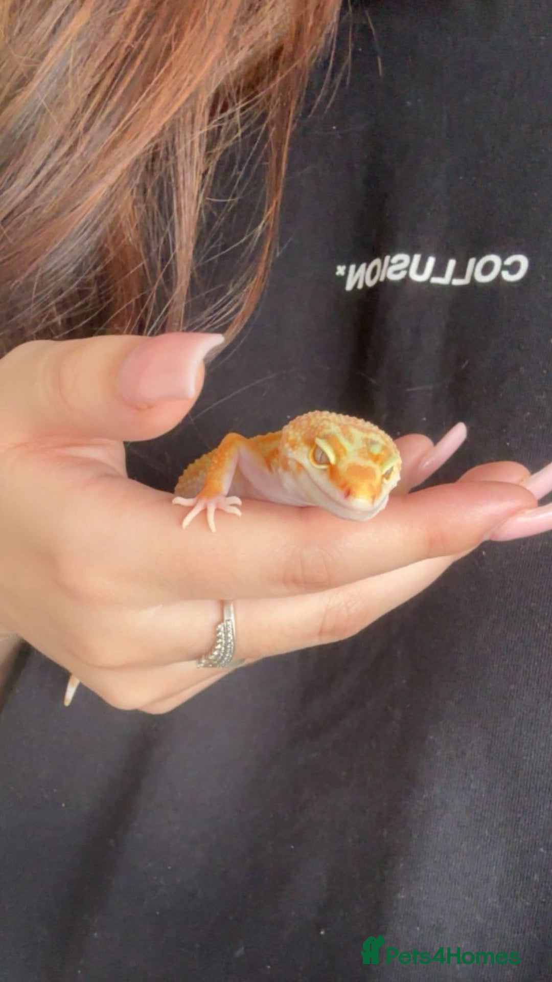 Leopard Gecko reptiles 🦎 Rainwater Albino Leopard Gecko - Advert 3