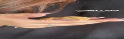 Leopard Gecko reptiles for sale: 🦎 Rainwater Albino Leopard Gecko in Harlow - Advert 1