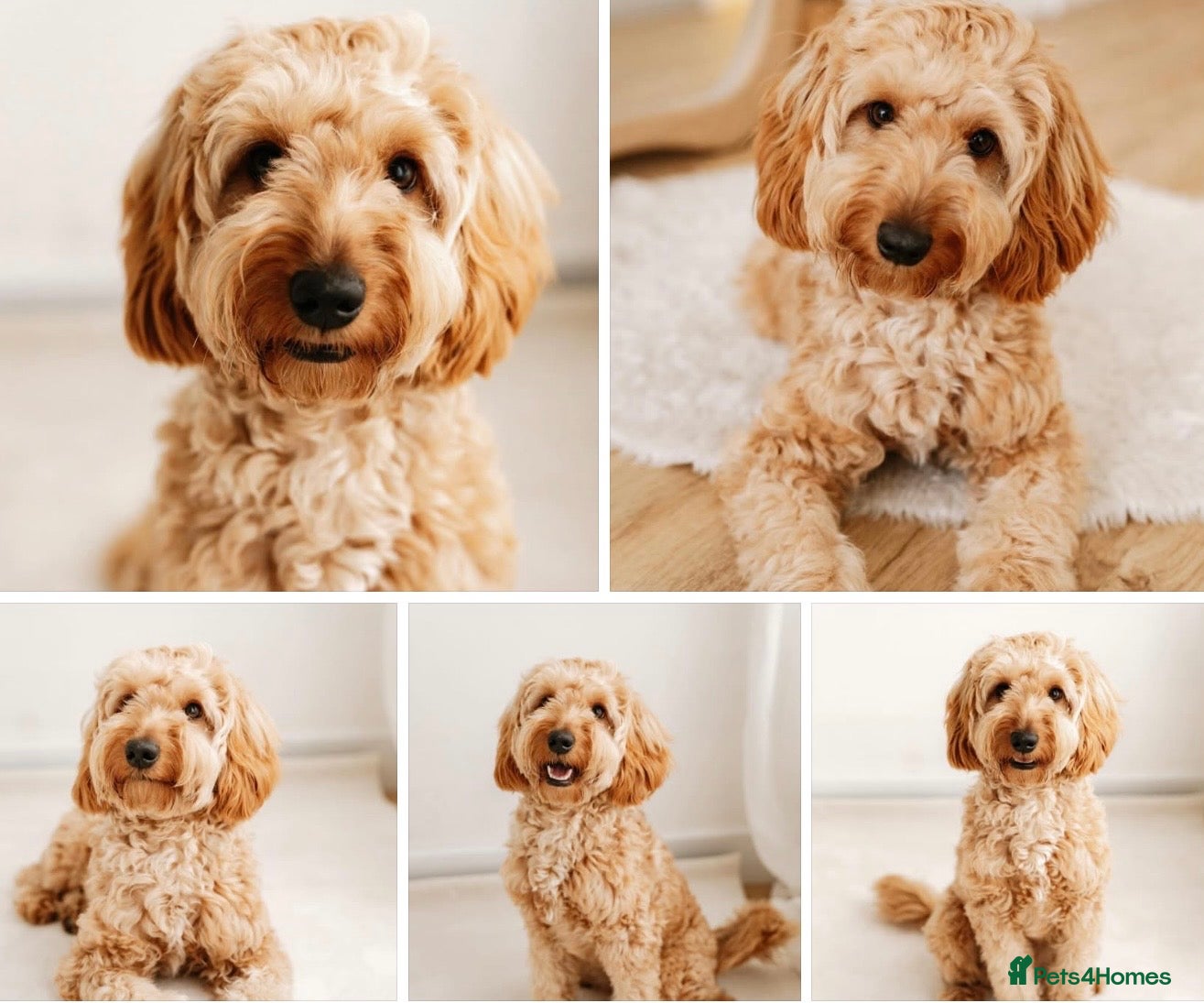 Australian Labradoodle dogs Outstanding 5 🌟🌟 Australian labradoodle litter  - Advert 5