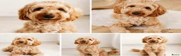 Australian Labradoodle dogs for sale: Outstanding 5 🌟🌟 Australian labradoodle litter  - Advert 1