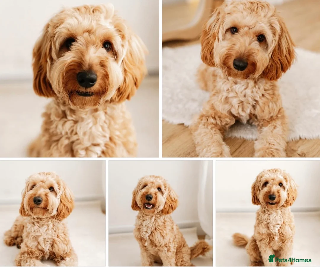 Australian Labradoodle dogs for sale: Outstanding 5 🌟🌟 Australian labradoodle litter  - Advert 1