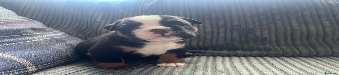 English Bulldog Puppy 1