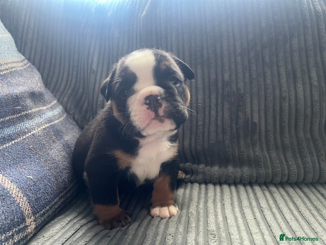 English Bulldog dogs for sale: Last boy left REDUCED  - Image 11