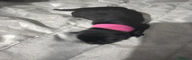 Labrador Retriever dark pink collar