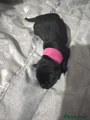 Labrador Retriever dark pink collar