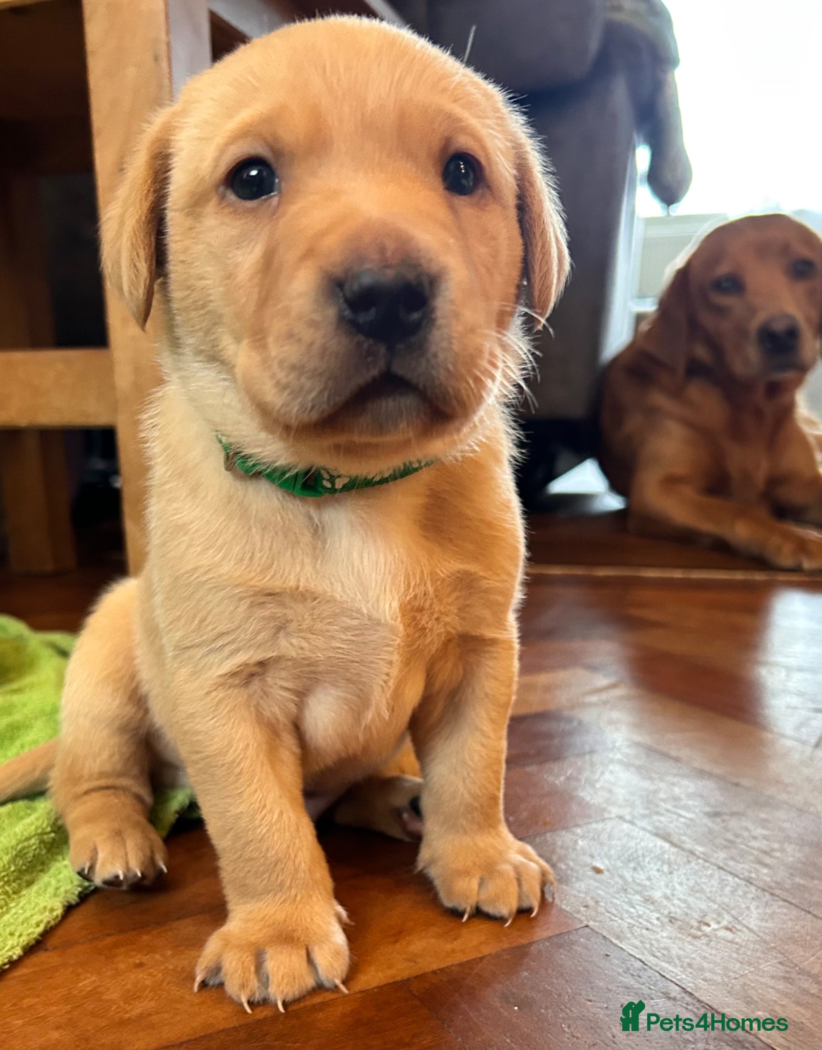 Labrador Retriever Puppy 1