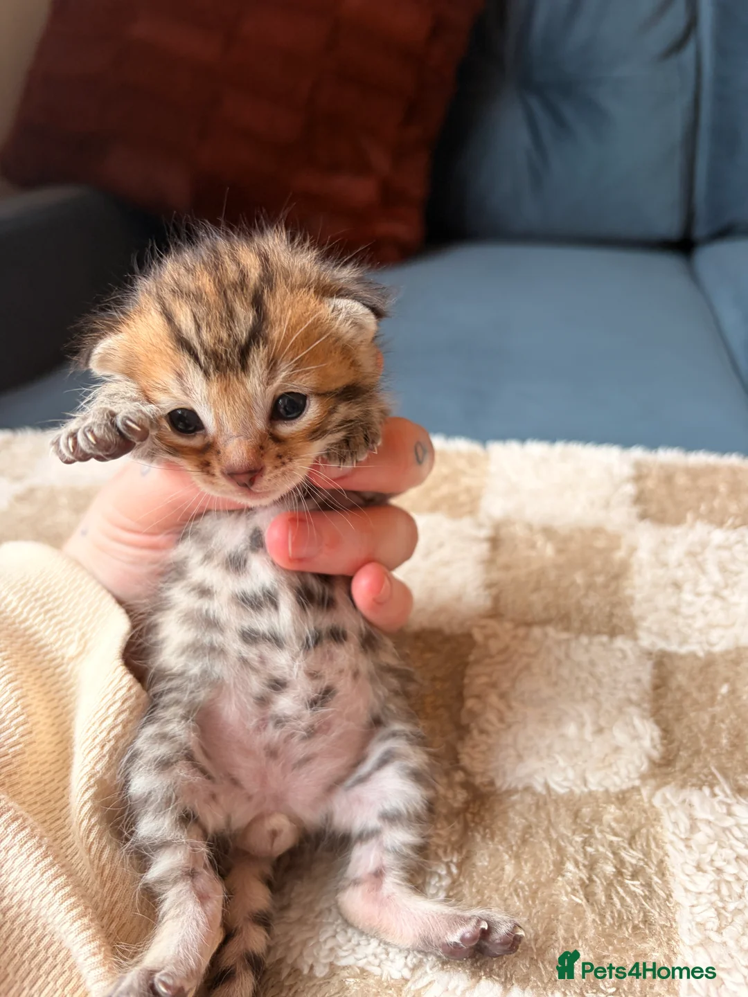 Bengal cats for sale: Bengal kittens  - Advert 14