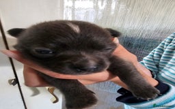 Chihuahua dogs for sale: 4 baby boy chiuaua  - Image 10