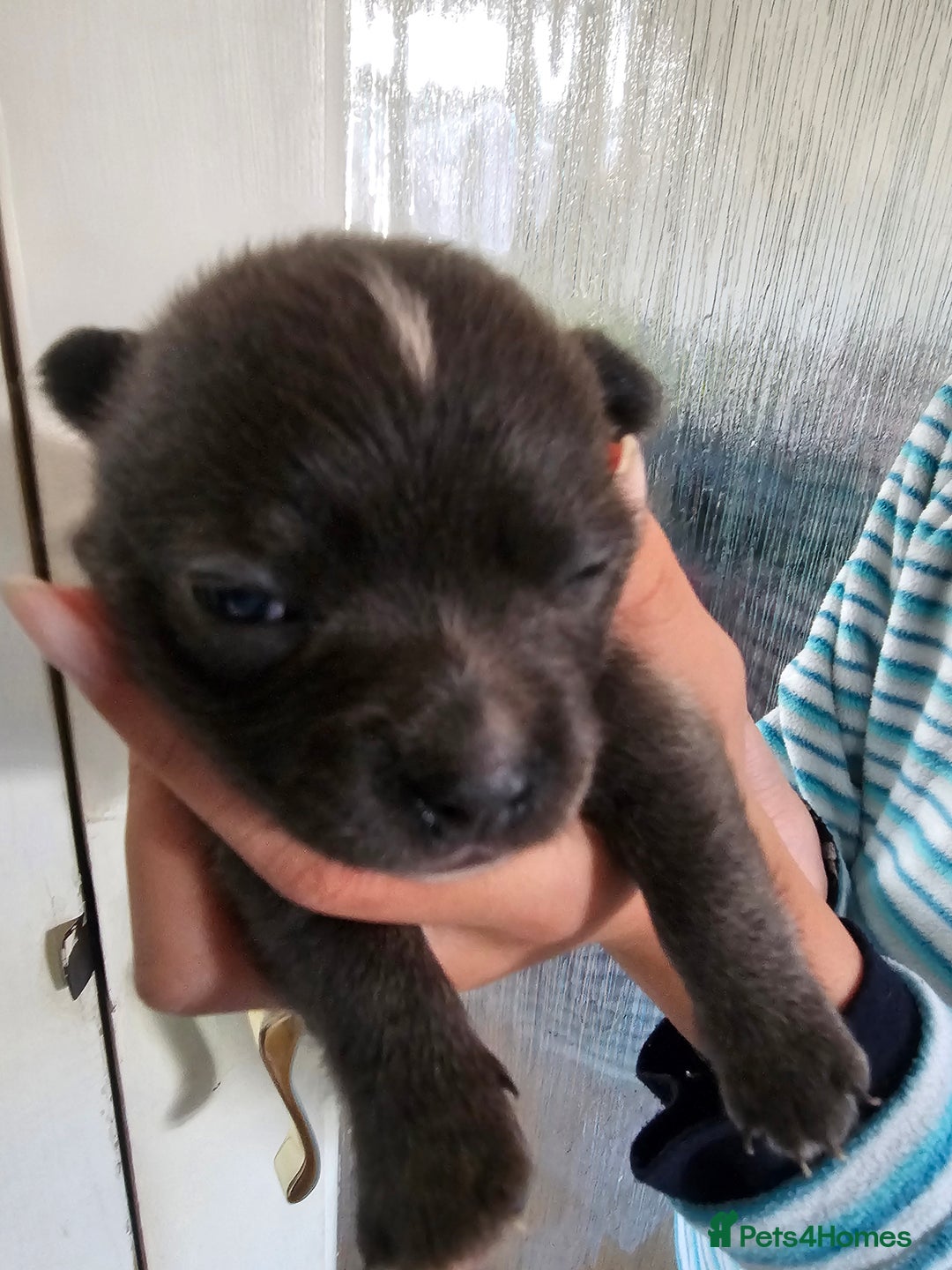 Chihuahua dogs for sale: 4 baby boy chiuaua  - Image 10