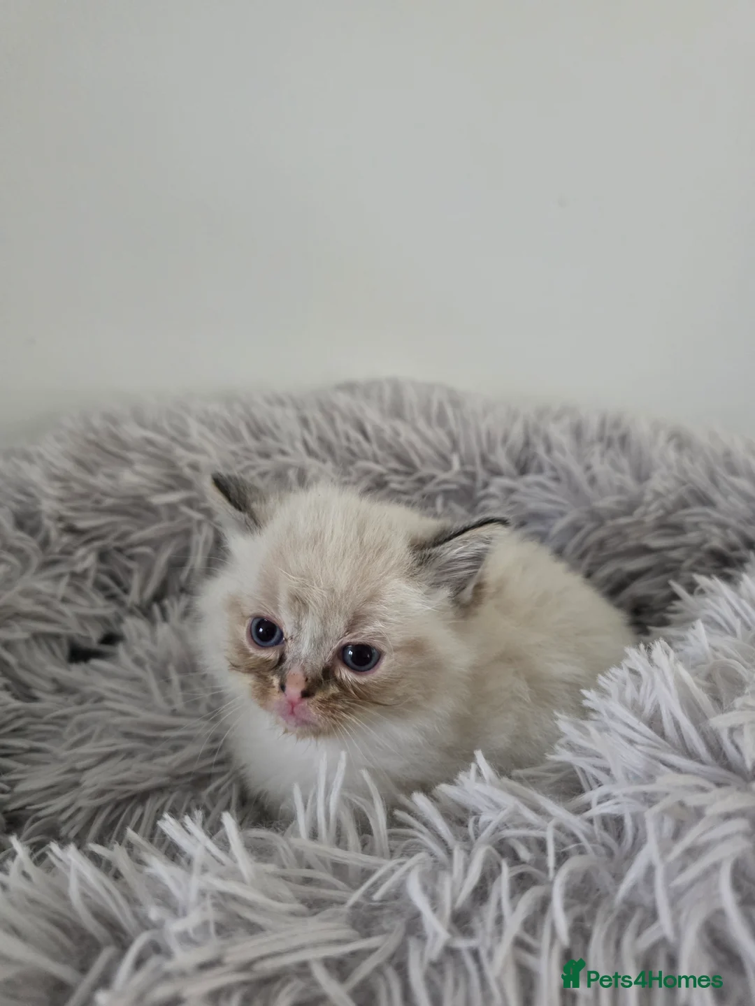 Ragdoll cats for sale: Gorgeous Ragdoll Kittens - Advert 10