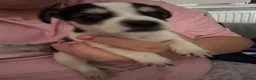 Mixed Breed dogs for sale: 9 stunning puppies for sale  - Advert 2