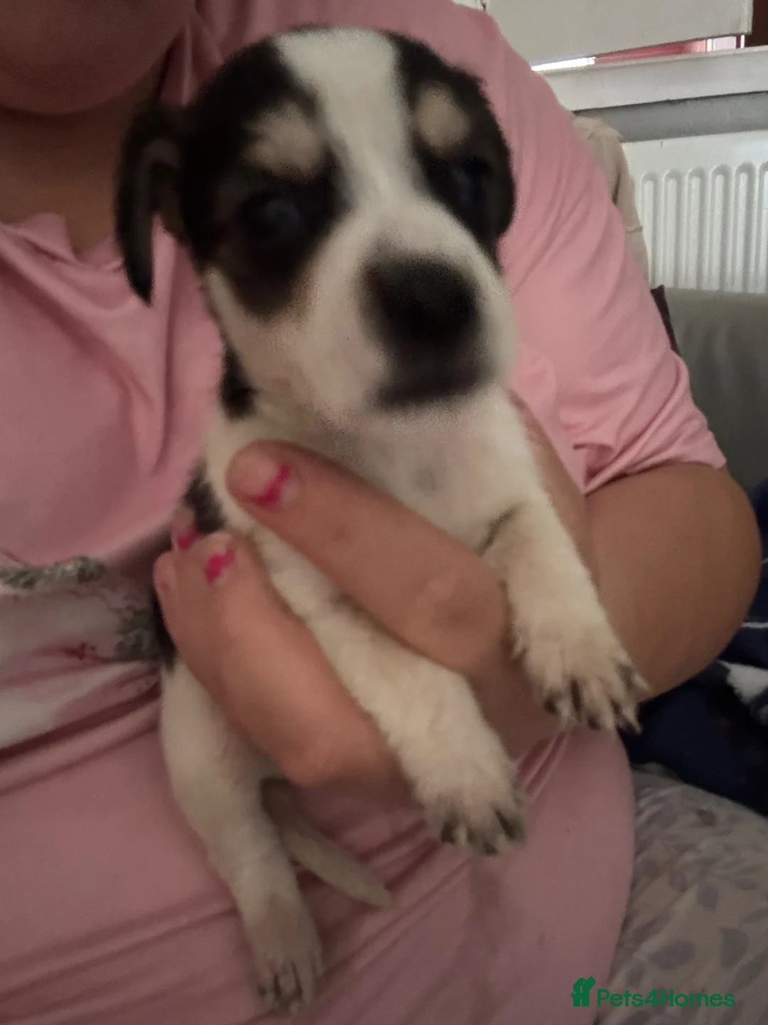 Mixed Breed dogs for sale: 9 stunning puppies for sale  - Advert 2