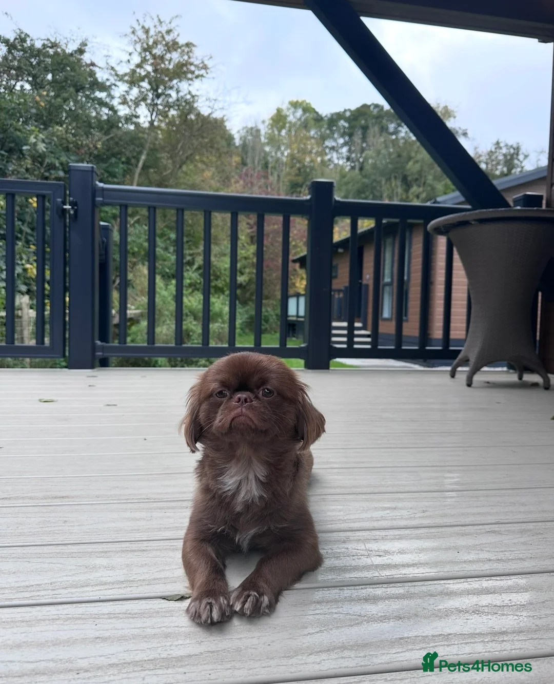 Shih Tzu dogs for stud: Shih Tzu/ Prapso stud - Advert 2