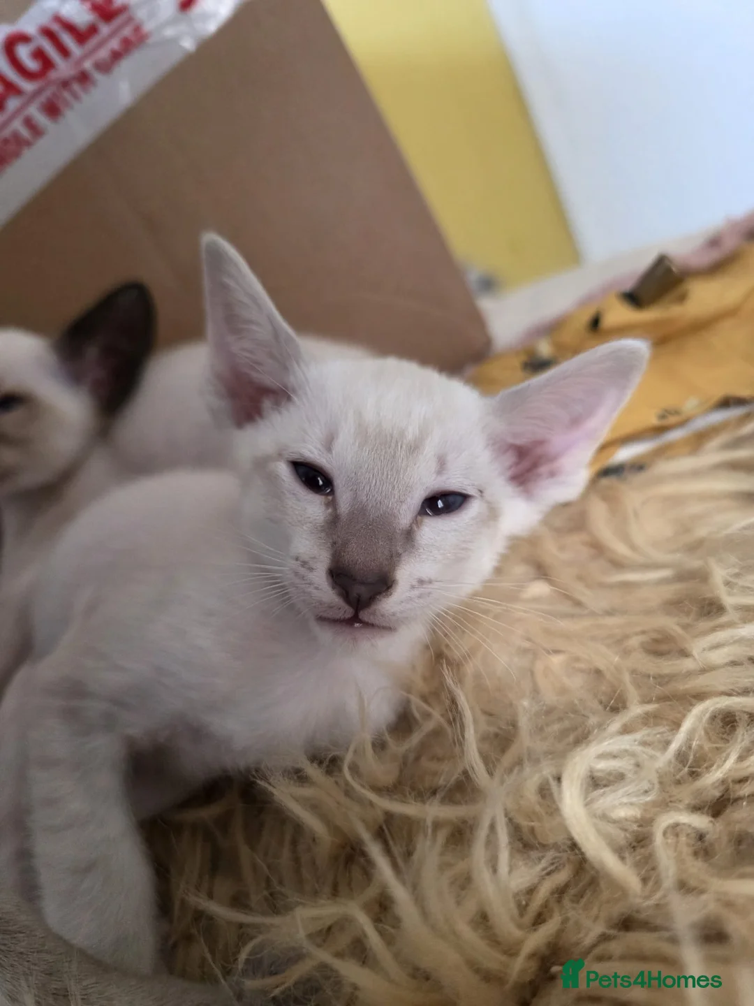 Siamese cats for sale: Beautiful Siamese Kittens  - Advert 2