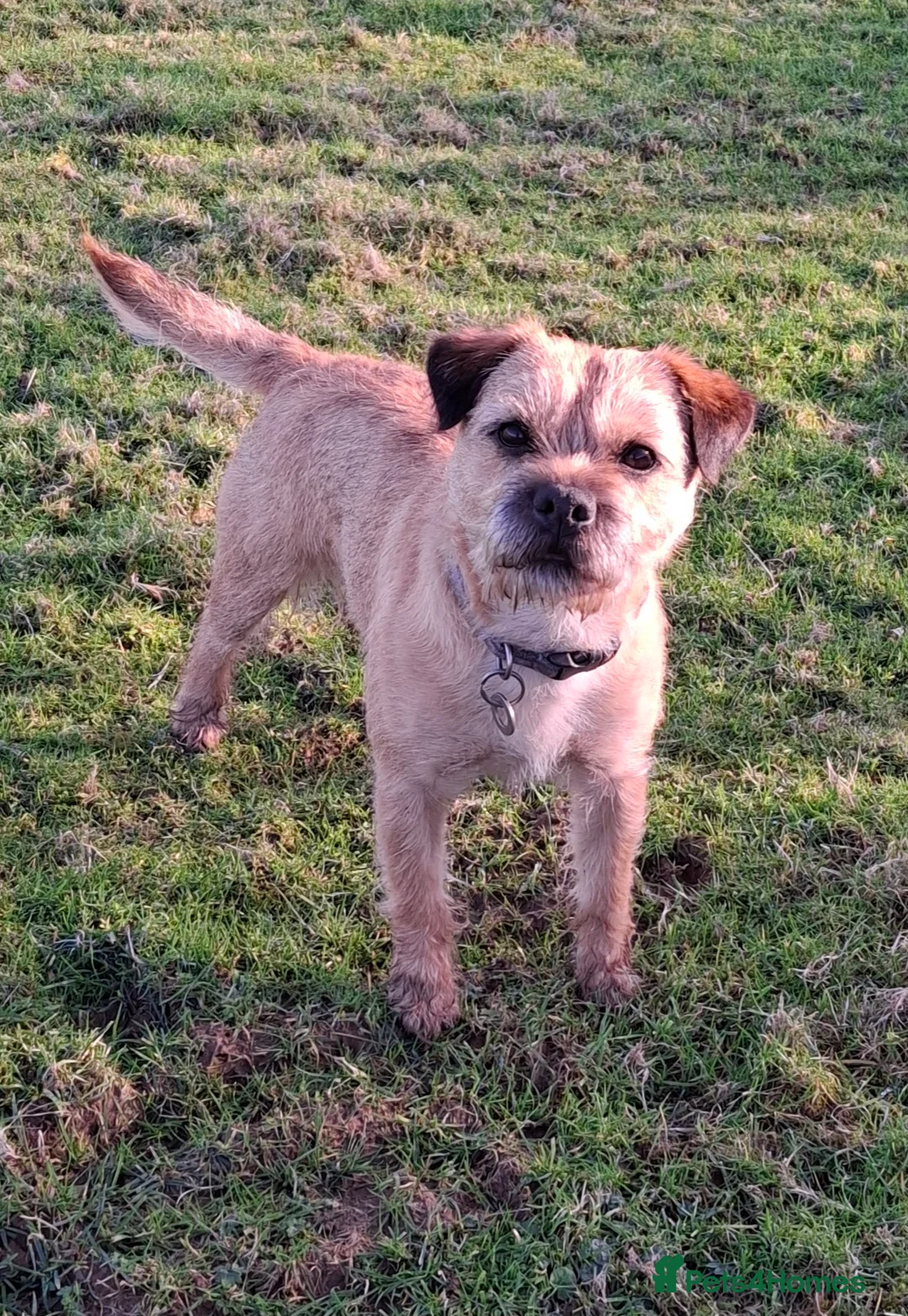 Border Terrier dogs for stud: KC Border Terrier For Stud, SLEM Clear - Advert 6