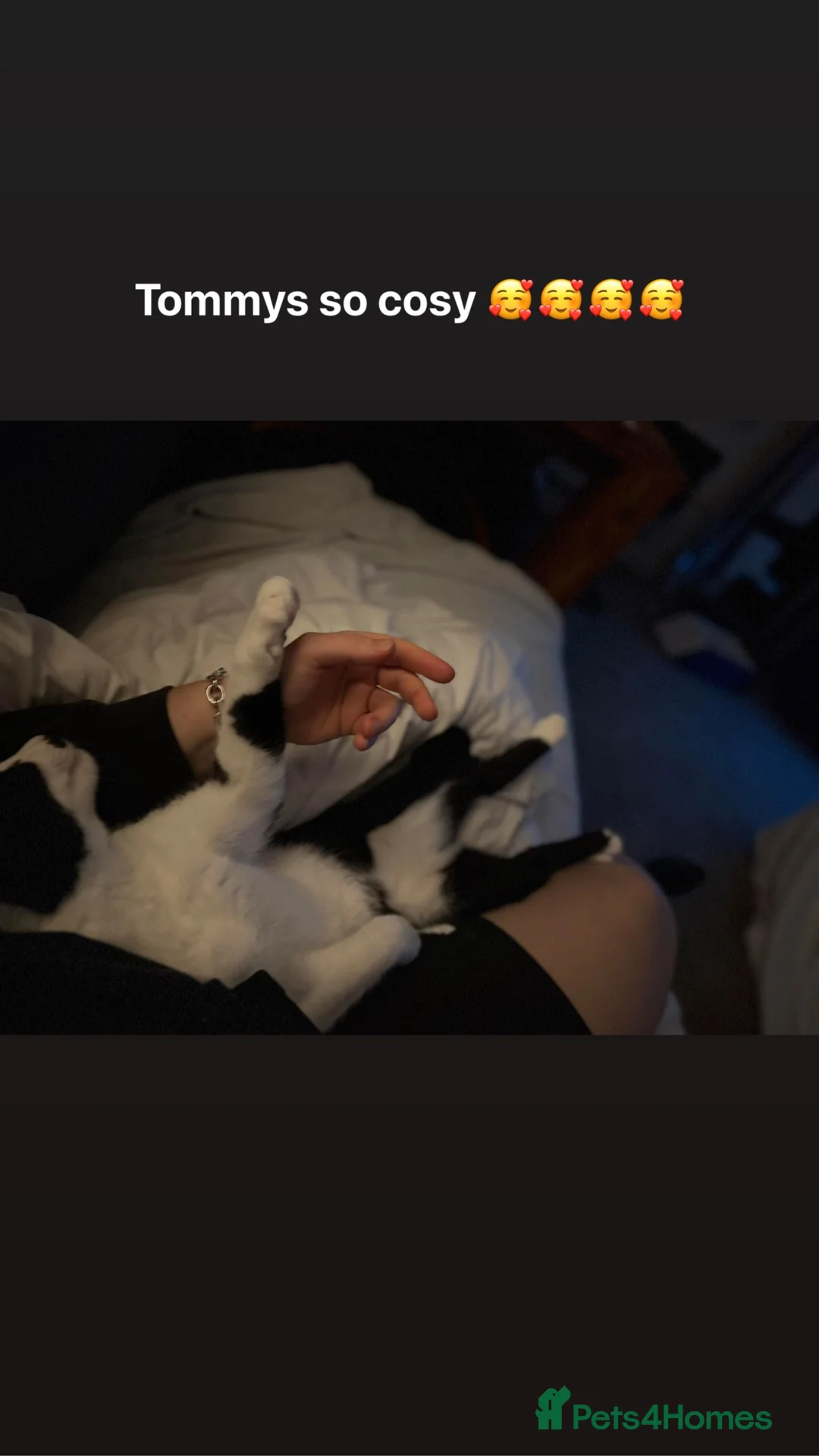 Mixed Breed cats for sale: Two beautiful kittens  - Advert 21