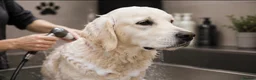 Golden Retriever dogs for sale: DNA Health tested - Champion Lines  - Advert 6