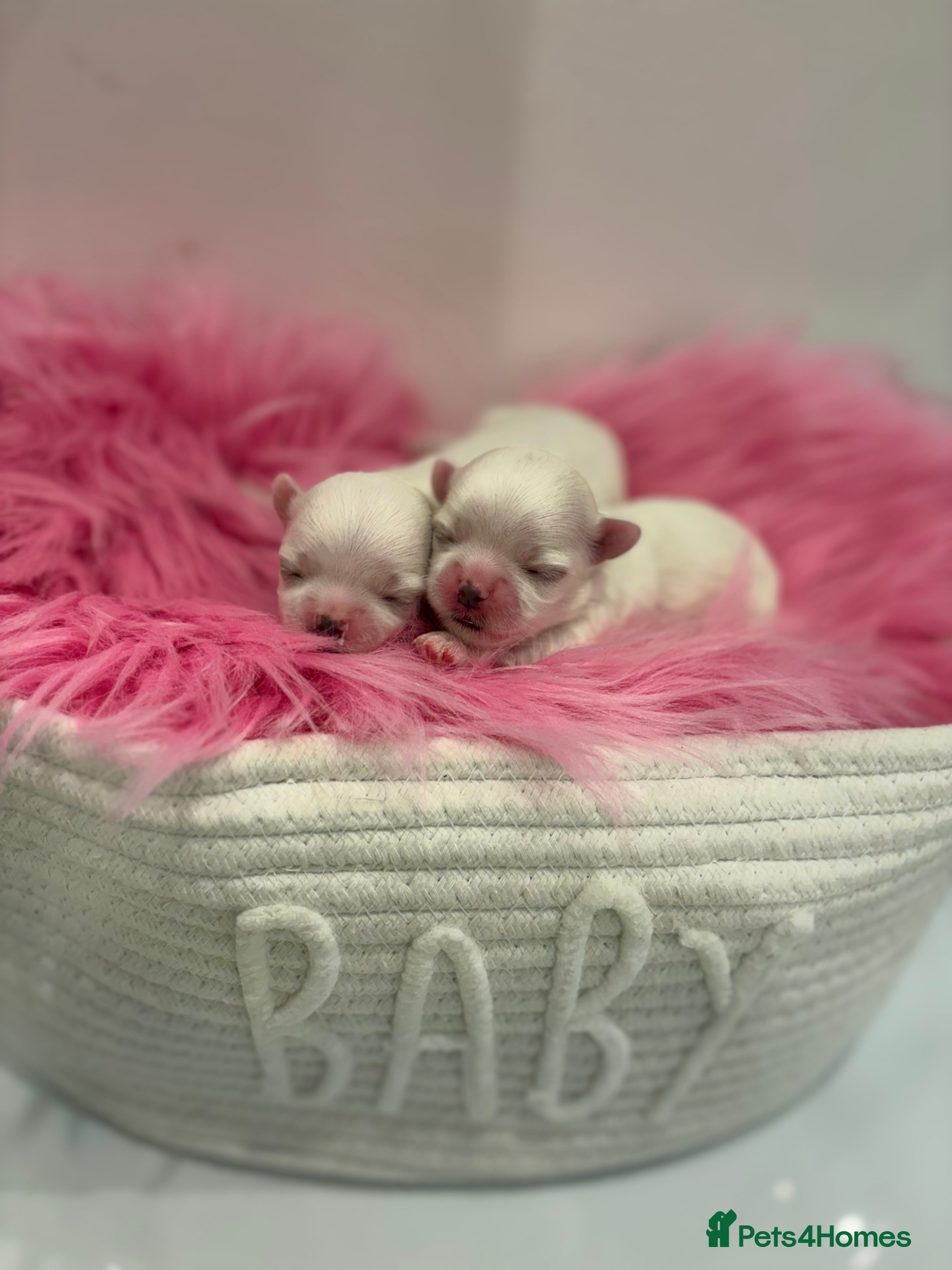 Maltese dogs ✨Beautiful tiny Korean Maltese puppies🤍 - Advert 1