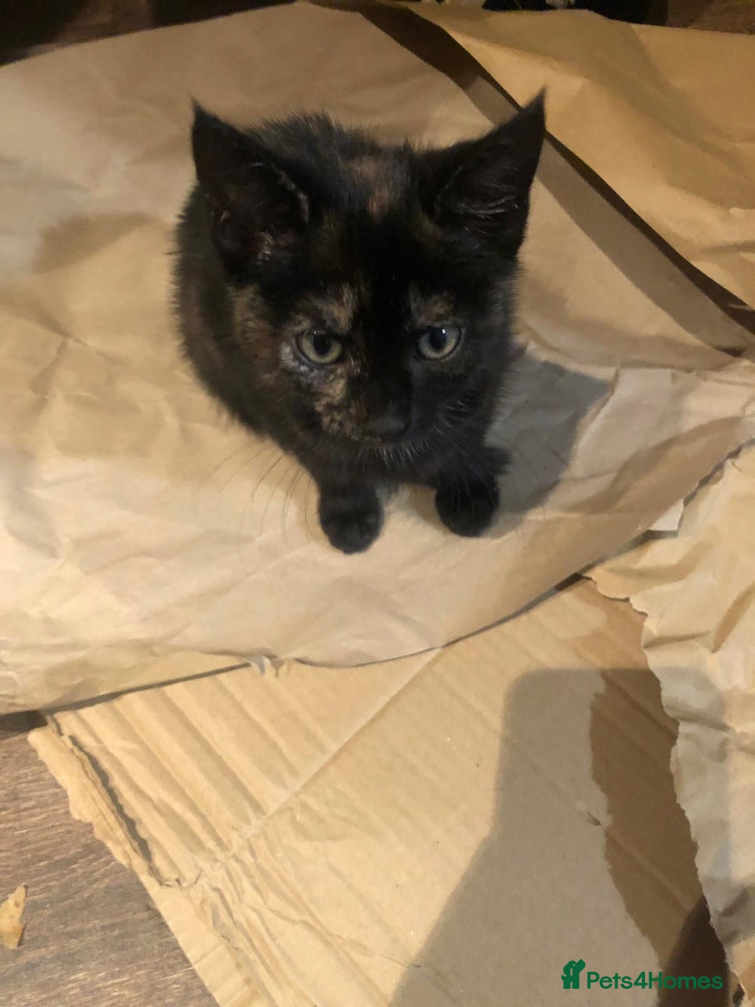 Mixed Breed cats for sale: 2 kittens for new home  - Image 9