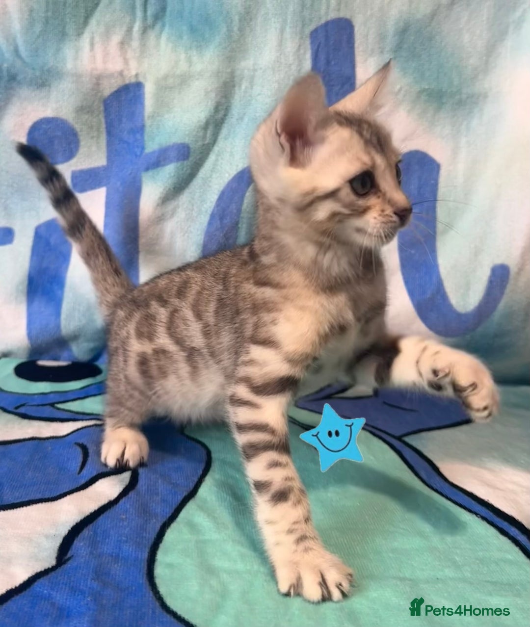 Bengal cats for sale: TICA Silver Bengal kittens - Image 14