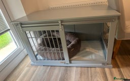 French Bulldog dogs for sale: Merle French bulldog  - Image 8