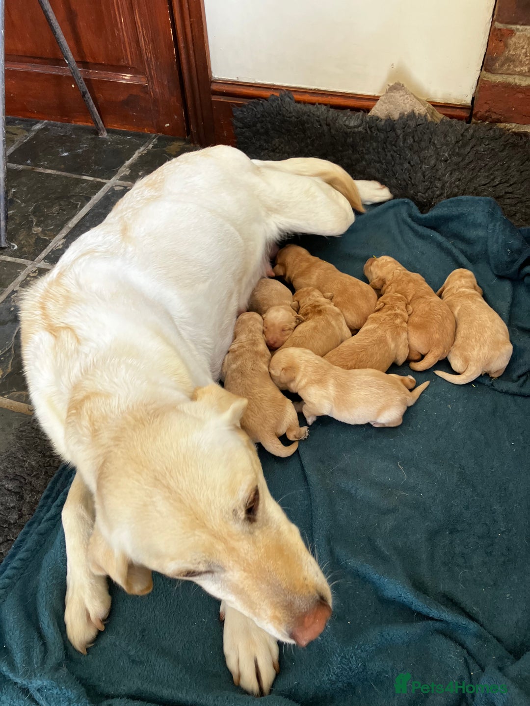 Labrador Retriever dogs for sale: Quality Labrador puppies - Image 2