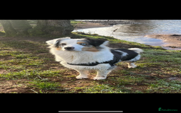 Australian Shepherd dogs for sale: Full Aussie KC registered pups - Image 3