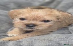 Mixed Breed dogs for sale: Jug puppies - Image 11