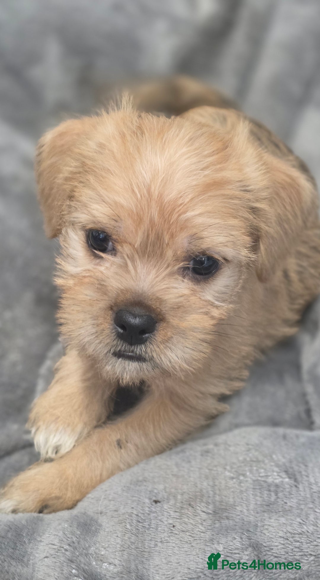 Mixed Breed dogs for sale: Jug puppies - Image 11