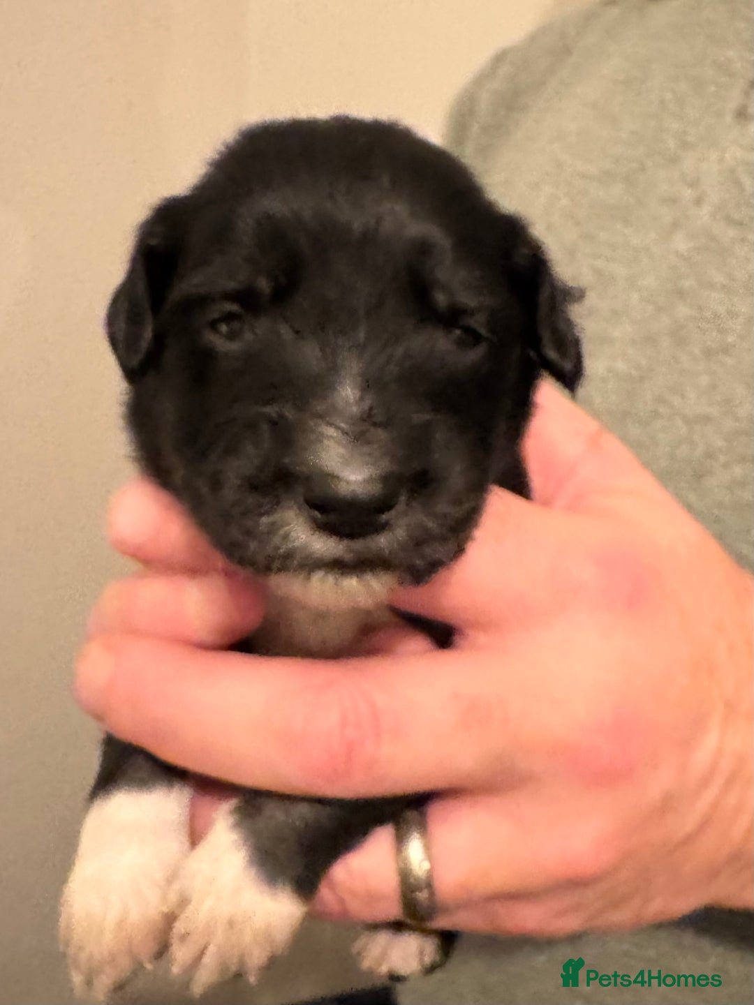 Bordoodle dogs for sale: 🐾 Beautiful Bordoodle Puppies Available 🐾 - Advert 30