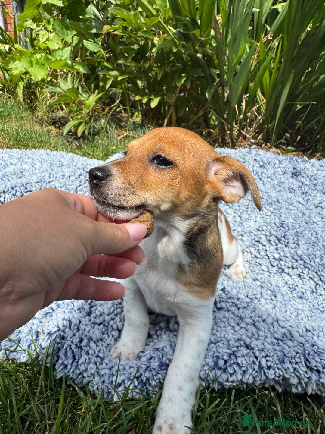 Jack Russell dogs for sale: 5 Available: Jack Russell Puppies. 2 Girls, 3 Boys - Image 8