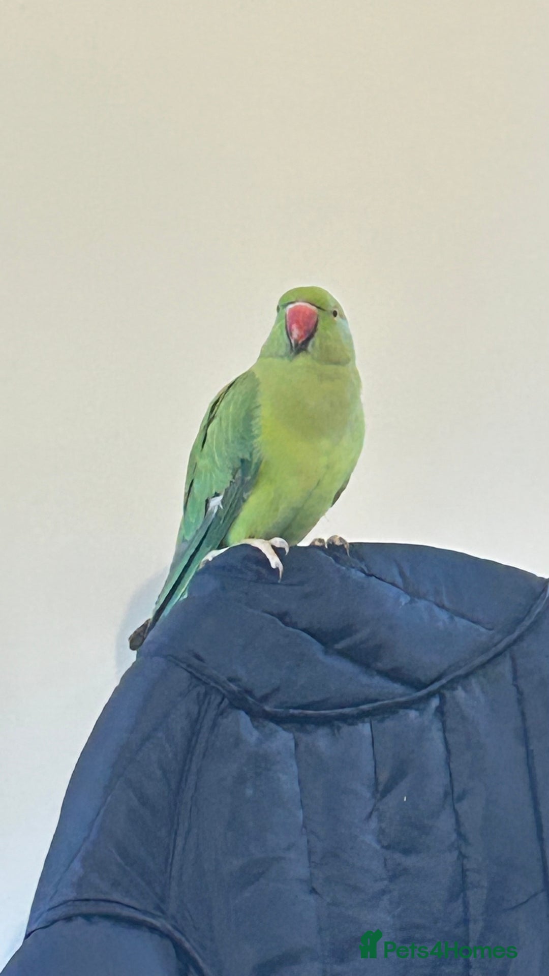 Parrots birds for sale: Indian ring neck - Advert 3